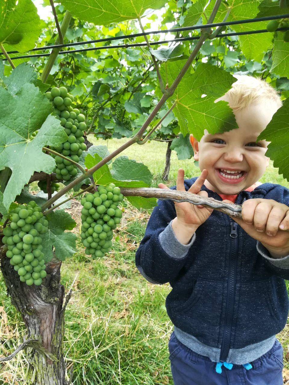 Kinder am Rebstock bei der Tagesmutter in Wiesloch